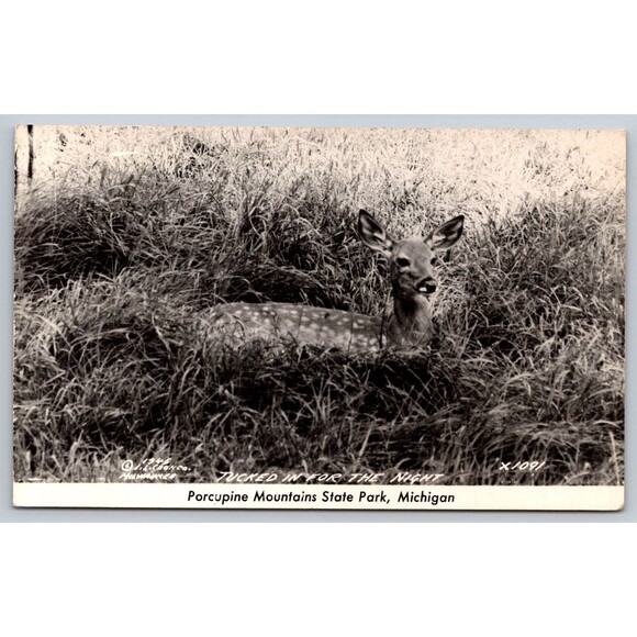 Postcard RPPC Michigan Porcupine Mountains State Park Deer Fawn 1945 Unposted MI - Picture 1 of 2